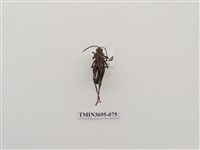 藏品(直翅目(3))的圖片